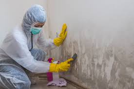 Best Mold Odor Removal Services  in Williams, CA